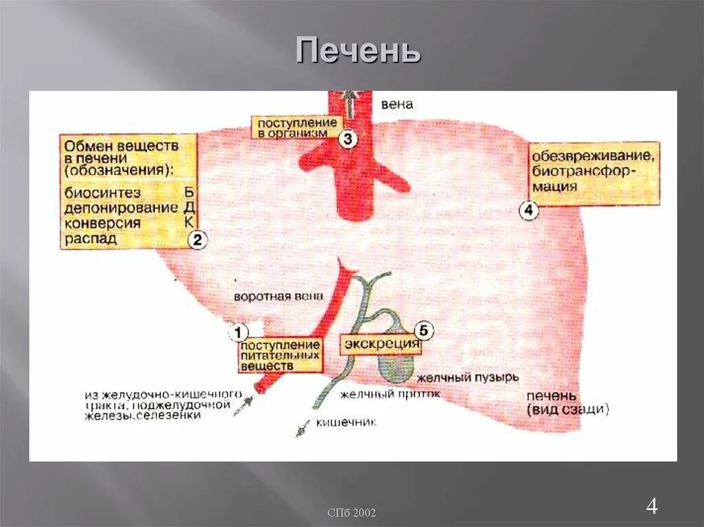 Обезвреживание веществ в печени. Обезвреживающая функция печени биохимия. Внешнесекреторная функция печени. Депонирующая функция печени биохимия. Абсорбтивный период в печени биохимия.