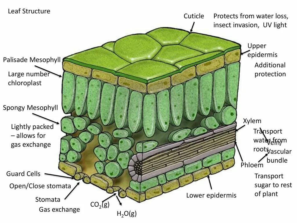 Мезофилл листа клетки. Клетки мезофилла листа. Строение листа. Строение листа кутикула. Клетка столбчатой ткани.