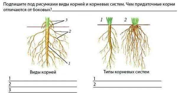 Отличить корень