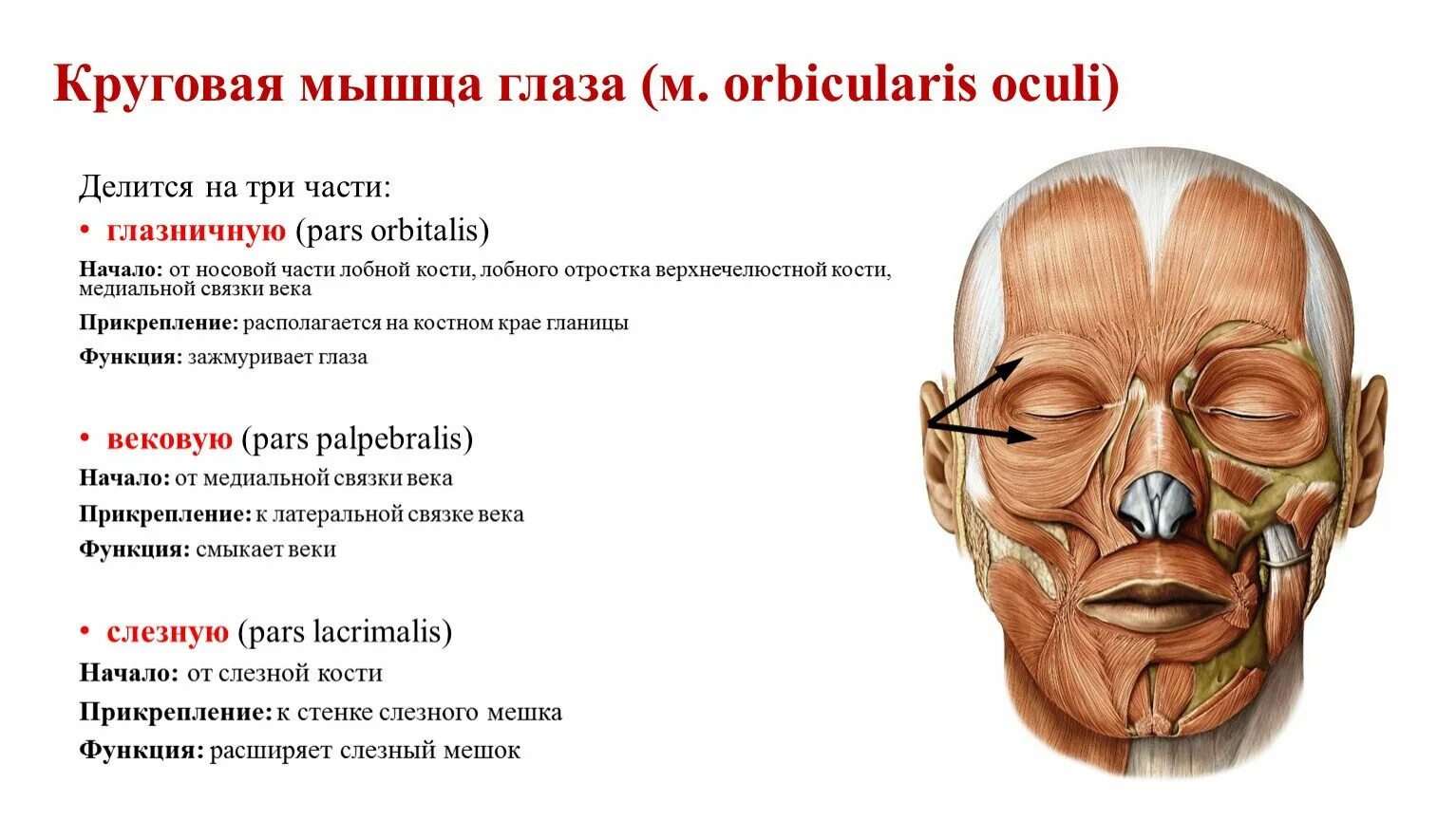 Функция глазничной части круговой мышцы глаза:. Крепление круговой мышцы глаза. Круговая мышца глаза начало прикрепление. Сокращение круговой мышцы глаза иннервация. Head of function