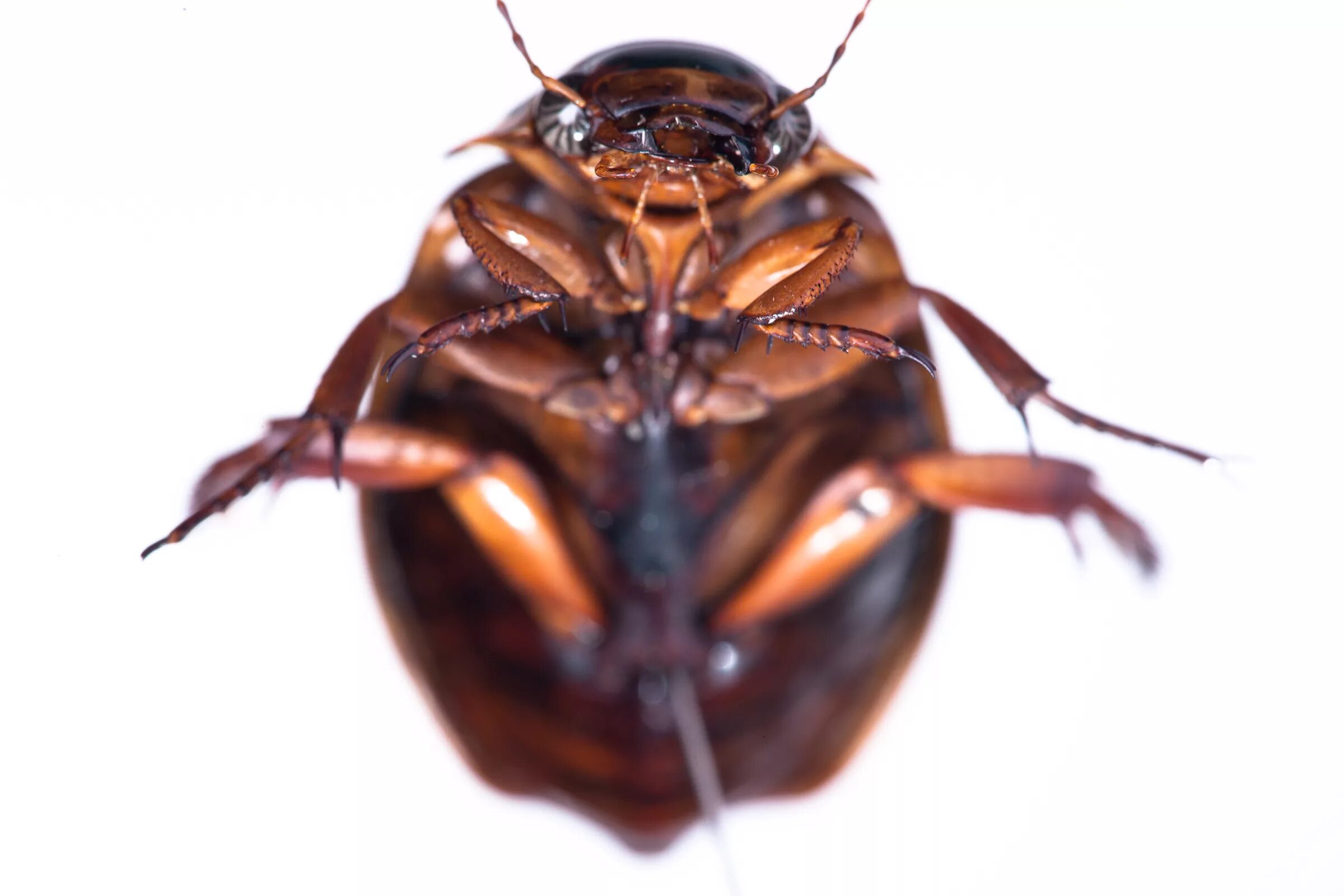 Bug up