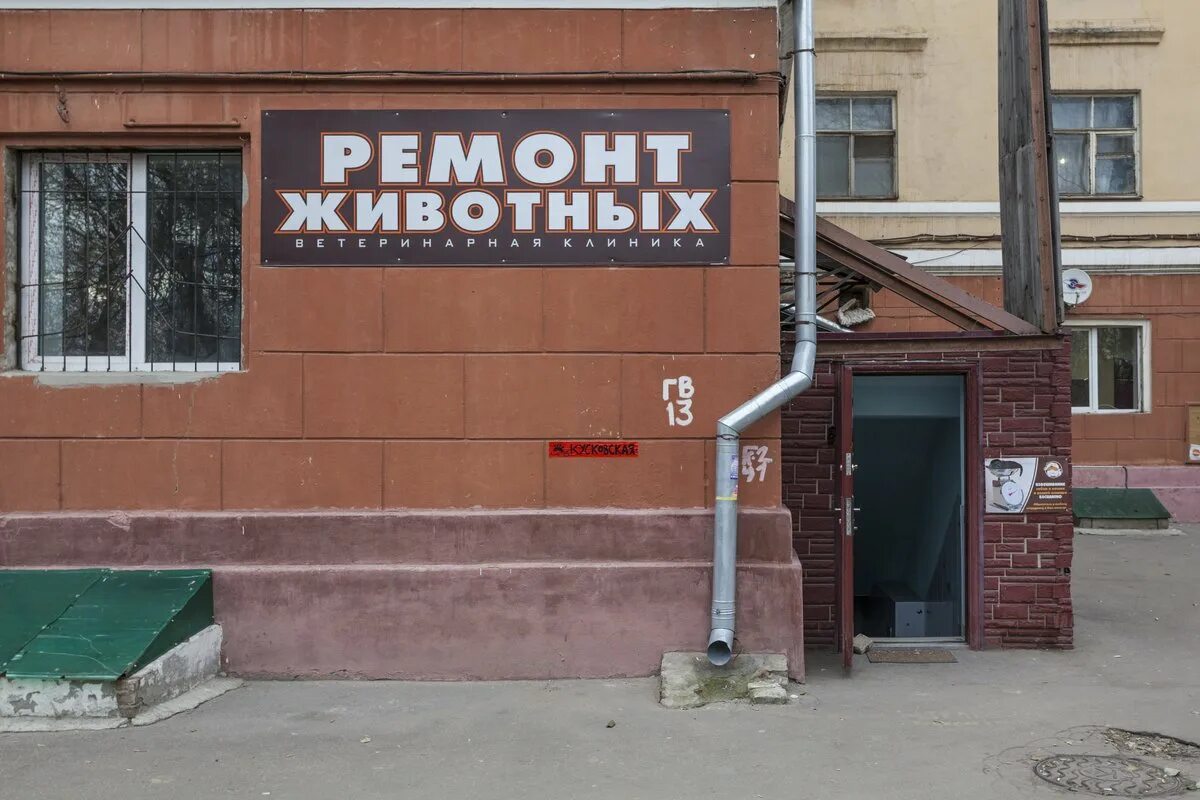 Ремонт животных. Донская ветеринарная лечебница. Ремонтные животные. Картинка римонт жывотных. Животное строитель.