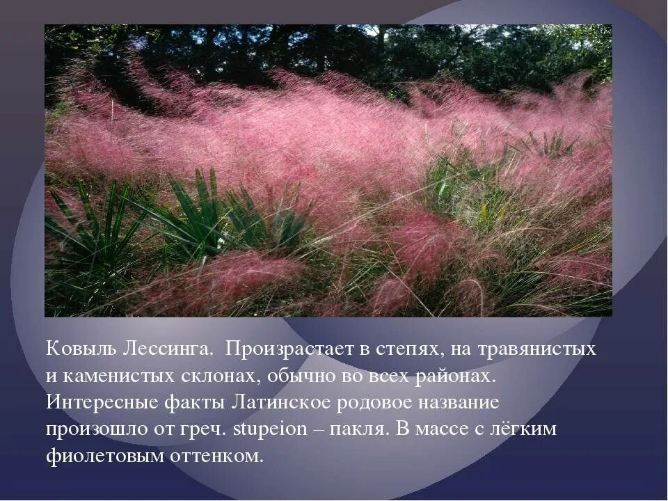 Ковыль сообщение 4 класс. Ковыль донбасса. растение ковыль степной интересные факты. интересные факты о ковыле. интересные факты ковыль перистый.