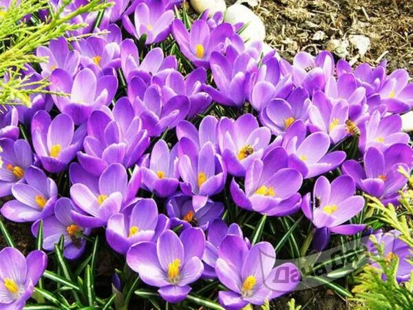Как выглядят крокусы фото цветы многолетние Crocus Large Flowering Mix Value Pack -- Bluestone Perennials Crocus bulbs, Fall