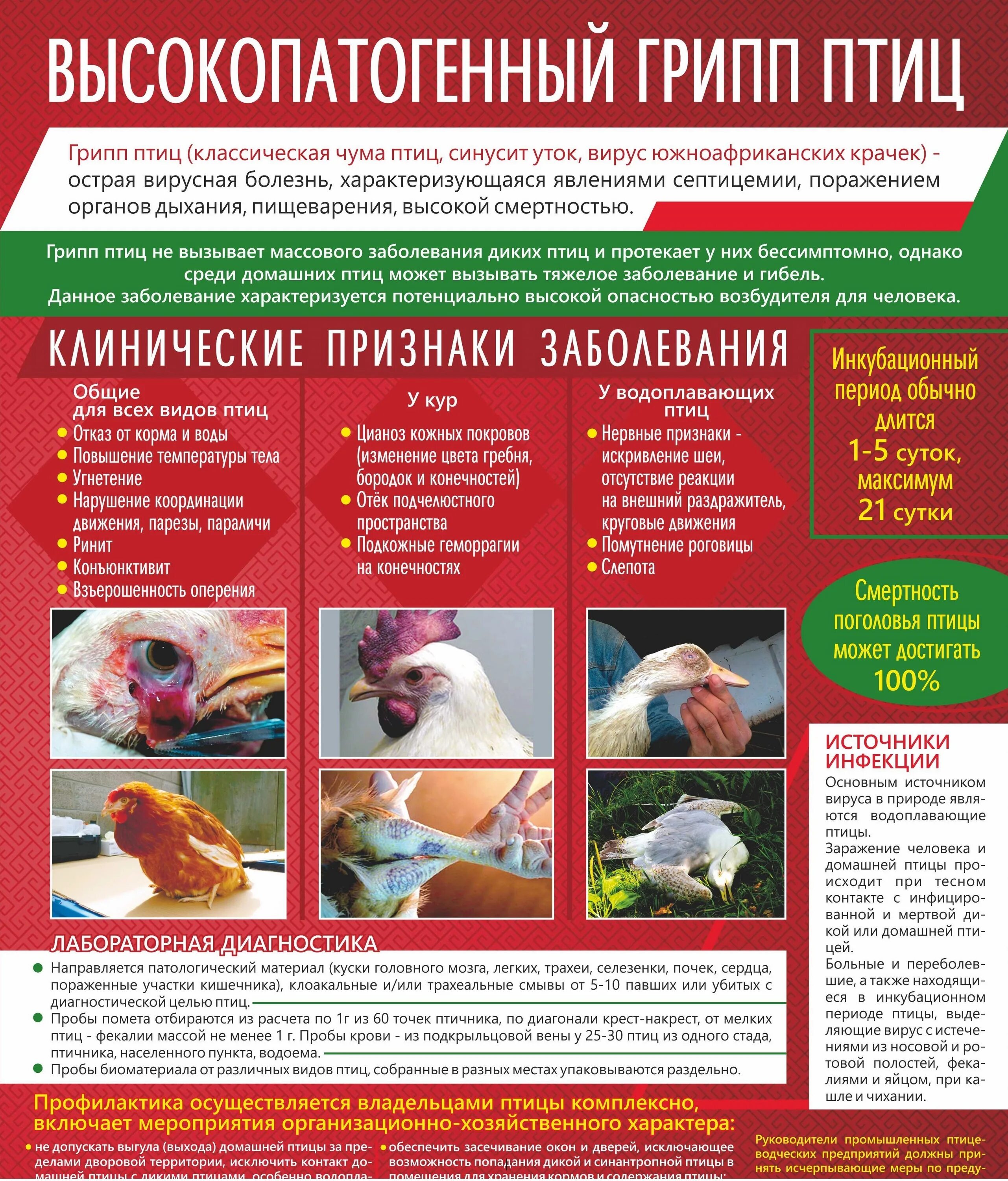 Грипп птиц памятка для населения. Грипп птиц памятка для населения роспотребнадзор. Памятки по птичьему гриппу. Памятка птичий грипп для населения. Памятка охотнику.