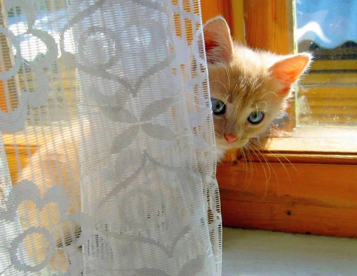Тепло лапкам. Выглядывает из за шторы. Рыжий кот выглядывает из за. Кошка за занавеской. Котенок на занавеске.