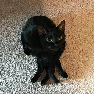 Черные коты окрасы