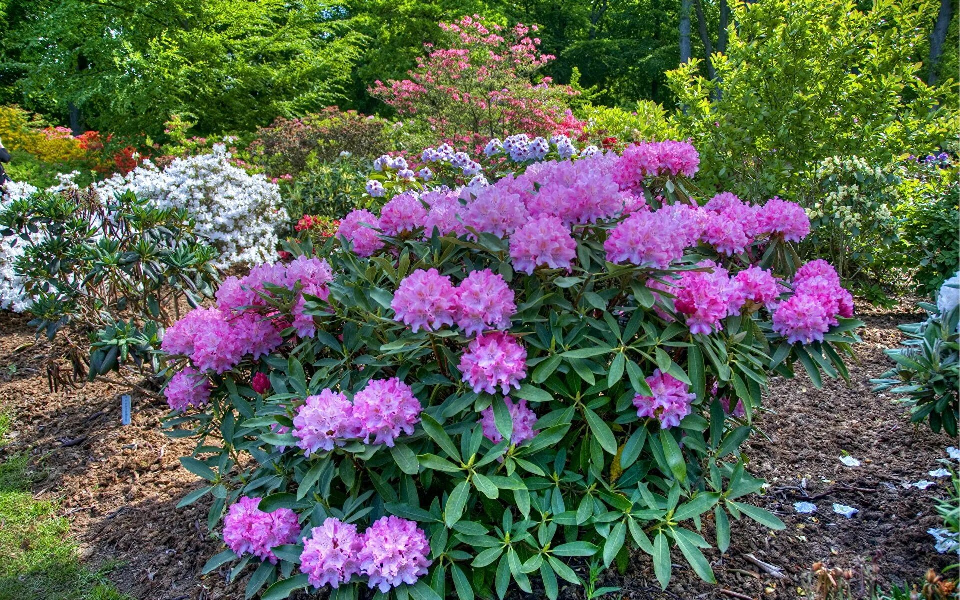 Садовые кустарники многолетники. Рододендрон куст. Рододендрон catawbiense grandiflorum. Рододендрон катевбинский грандифлора.