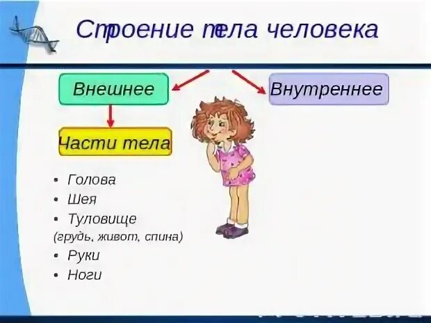 Строение тела человека 2 класс окружающий тест
