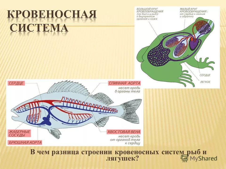 Круг кровообращения черепахи