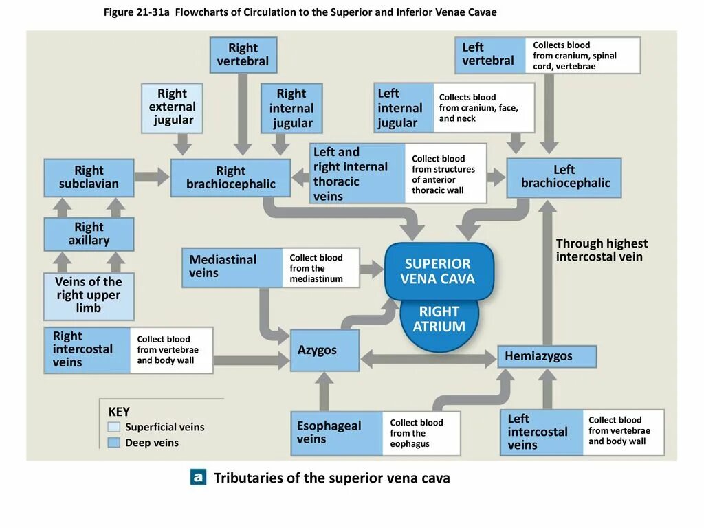 Flow Chart of Veins of body.