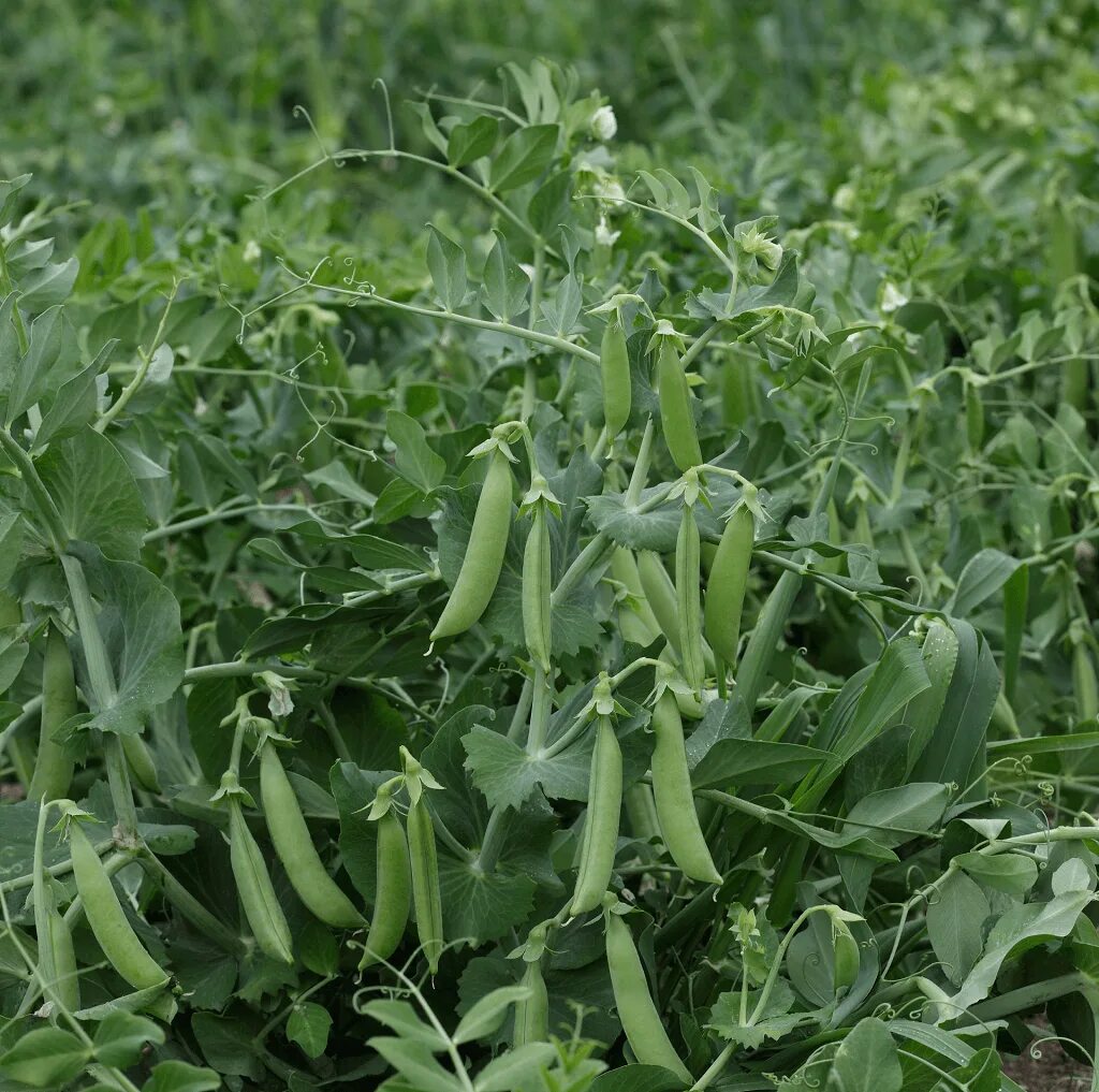 Pisum sativum - горох посевной. Зеленый горох растение. Pisum sativum - горох посевной. Однолетние растения горох. Гавриш горох медовый стручок.