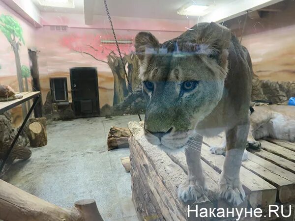 Где находится зоопарк в екатеринбурге. Где находится зоопарк в екатеринбурге