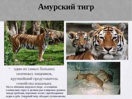 Виды животных из красной книги