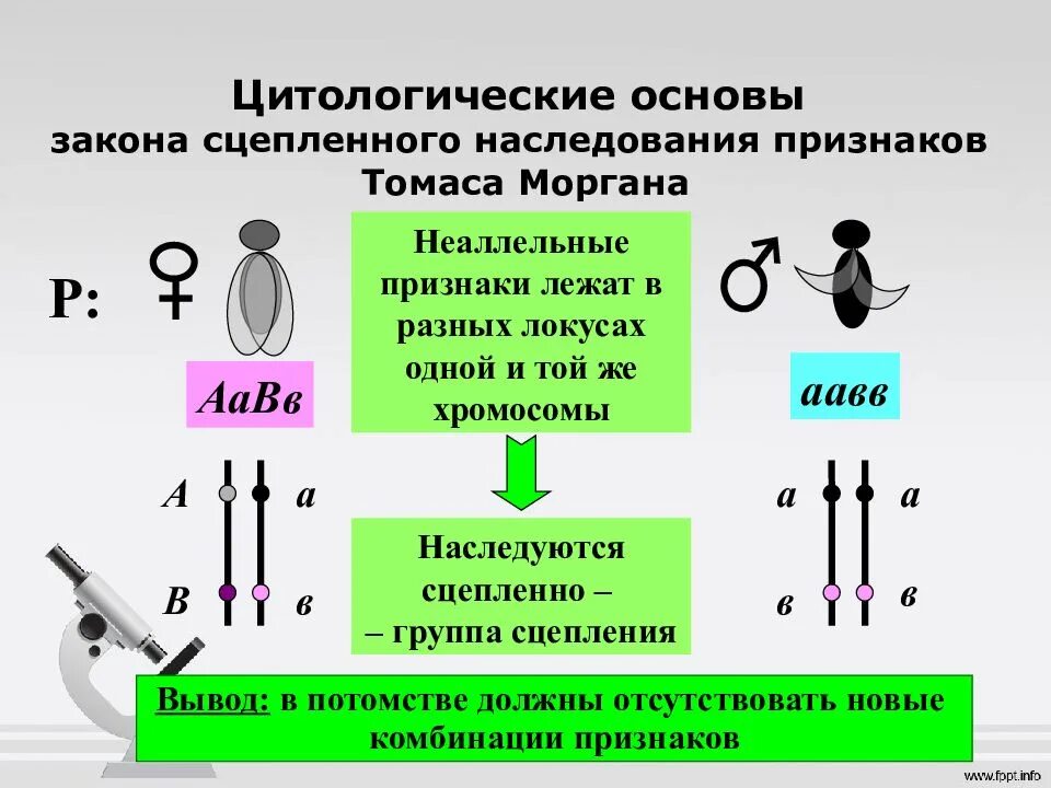 Подтверждена ли цитологическая теория сцепленного наследования