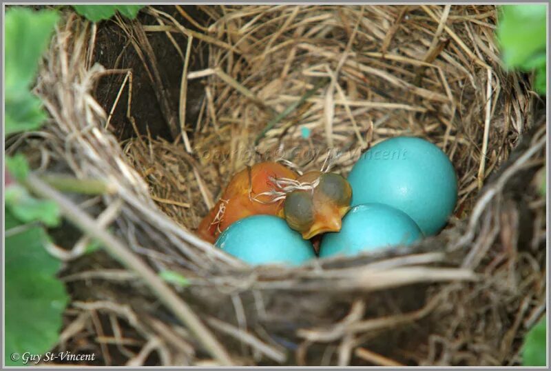 Яйца скворцов фото. Яйца Скворцов. Яйца скворца. Рождение птенца. Гнездо скворца.