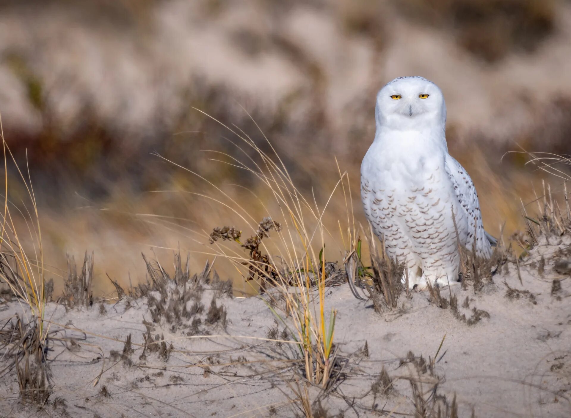 Сова полярная белая. Полярная сова на ямале. Полярная сова меланист. Полярная сова меланист. Полярная сова в тундре.