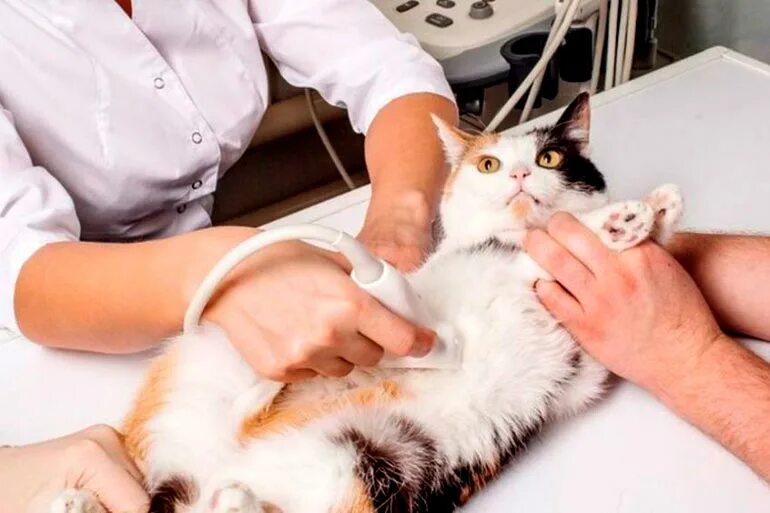 Обследование кошек. Ультразвуковое исследование кошки. Клиническое исследование кошки.