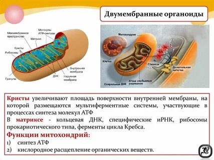 Органоиды митохондрии строение