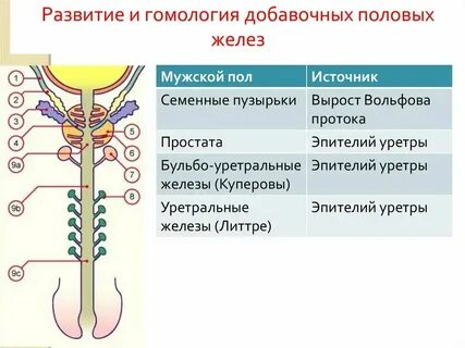 Почему запах полового органа