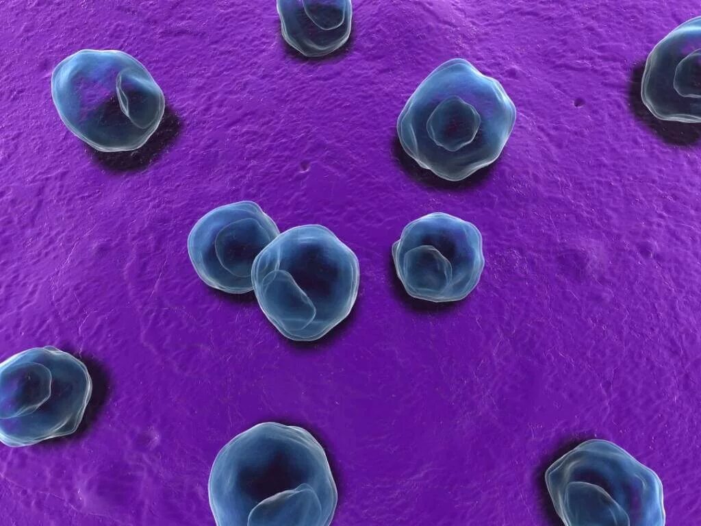 Chlamydia trachomatis. Хламидии возбудитель орнитоза\. Хламидии под микроскопом.