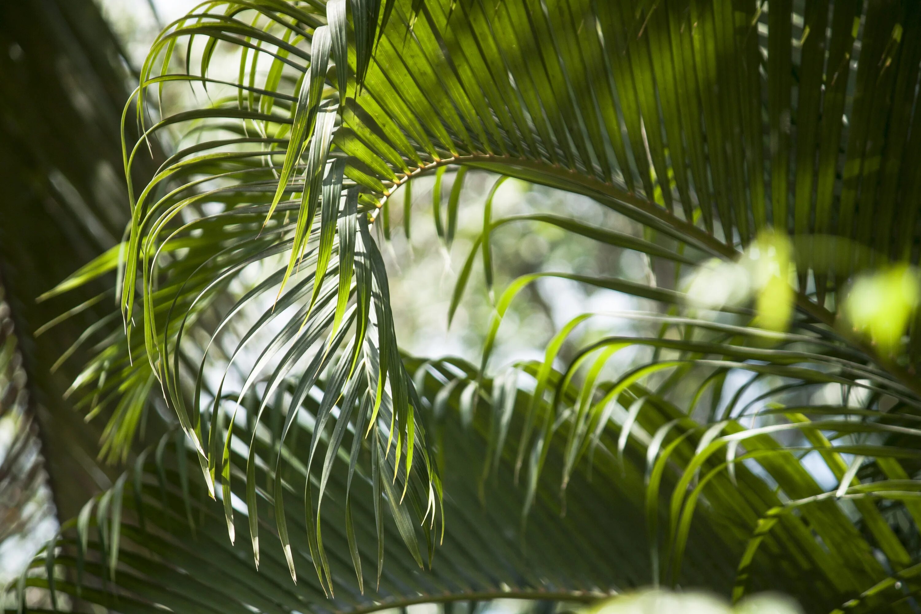Tropical plant. Тропические листья. Пальма. Пальмы зелень. Лист пальмы.