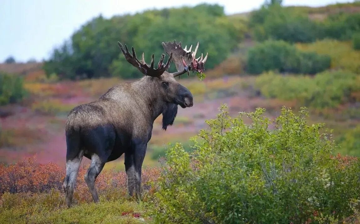 Лоси в америке. Европейский Лось alces alces. Европейский Лось и американский Лось. Североамериканский Лось. Американский Лось Северной Америки.