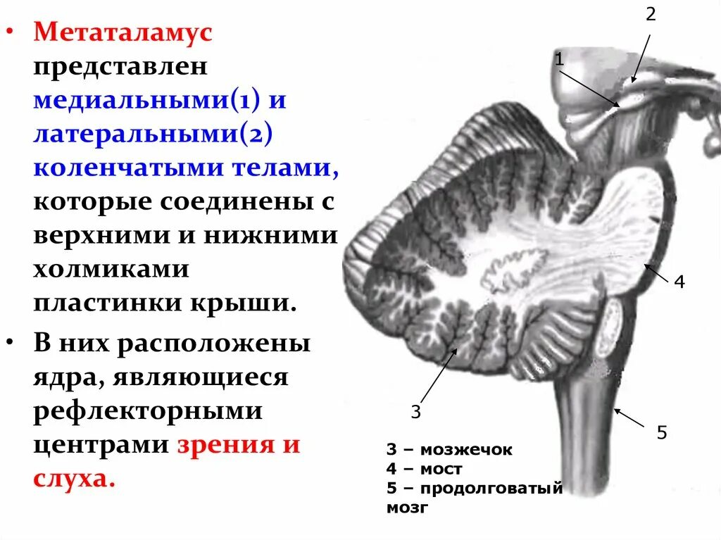 Коленчатые тела мозга. Метаталамус промежуточного мозга функции. Строение и функции метаталамуса. Структура промежуточного мозга метаталамус. Строение метаталамуса.