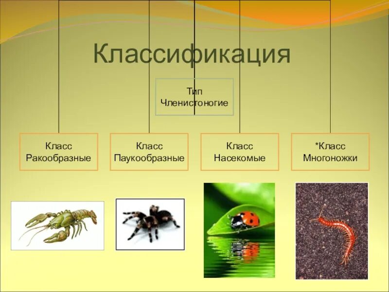 Классификация типа членистоногие. Членистоногие классы. Членистоногие классификация. Членистоногие систематика. Классификация типа членистоногих.