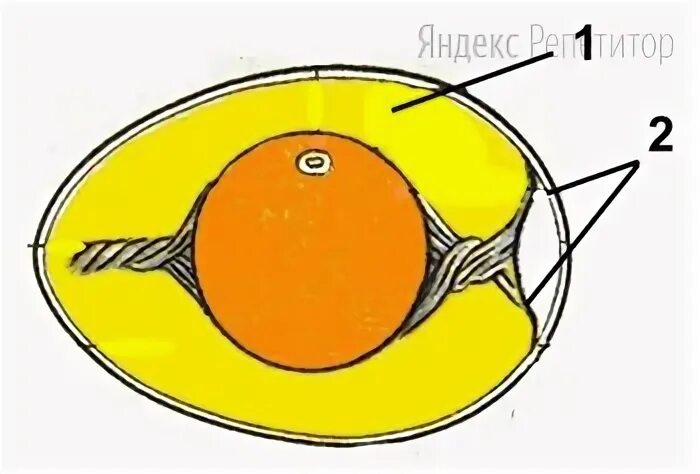 Появление яйцевых оболочек. Строение яйца яйцевые оболочки. Строение яйца птицы. Функции яйцевых оболочек яйца птицы. Строение куриного яйца.