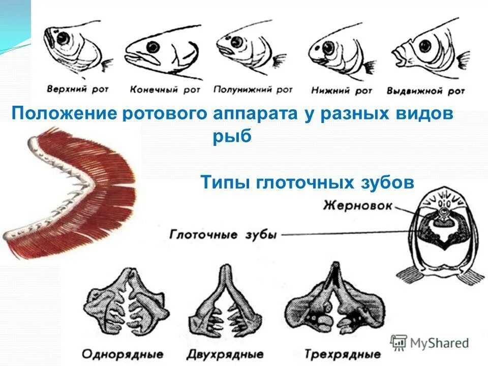 Какой рот у рыб. Виды рта у рыб. Глоточные зубы у рыб. Строение рта рыбы. Ротовые аппараты рыб.