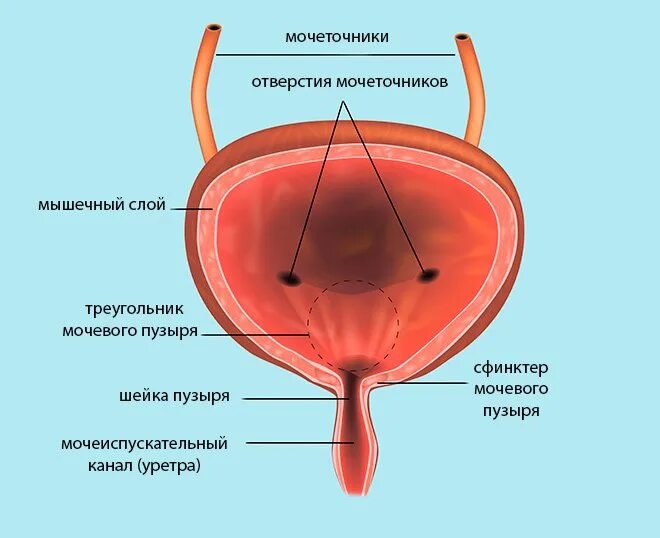 Утолщение мочевого пузыря у мужчин. Стенка мочевого пузыря утолщена до 6 мм. Слои стенки мочевого пузыря. Утолщение стенок мочевого пузыря. Структура стенки мочевого пузыря.