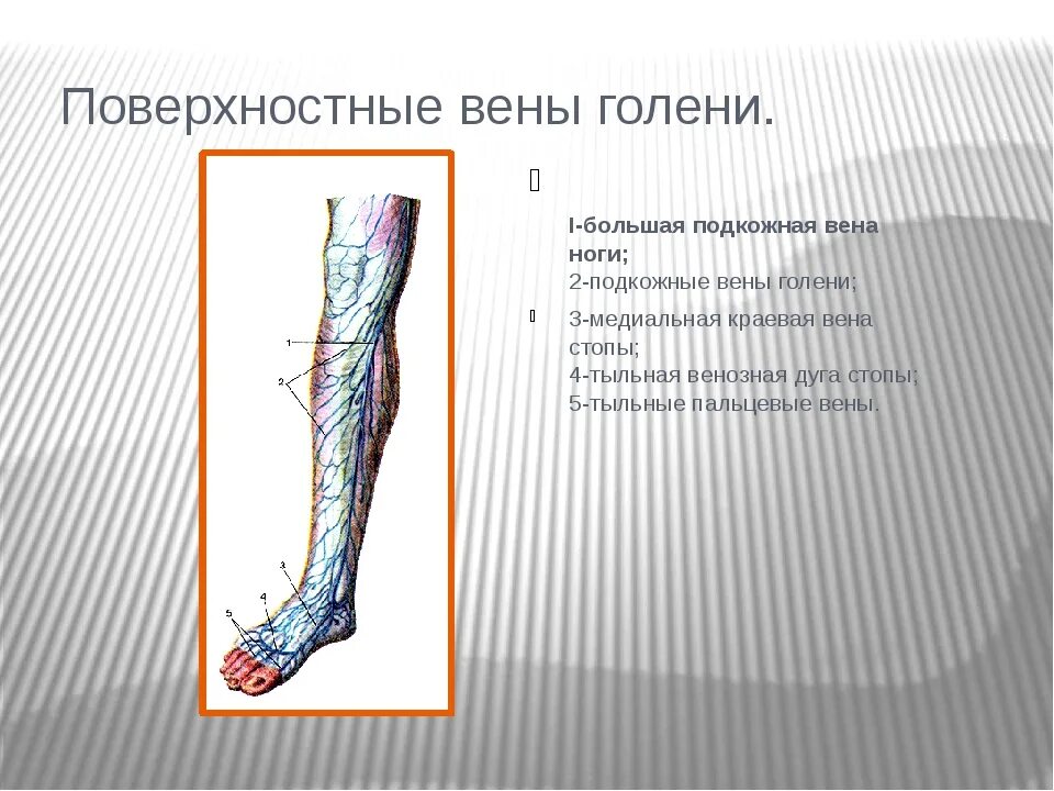 Малая подкожная Вена голени. Большая подкожная Вена ноги. Большая подкожная Вена голени. Поверхностные вены голени.