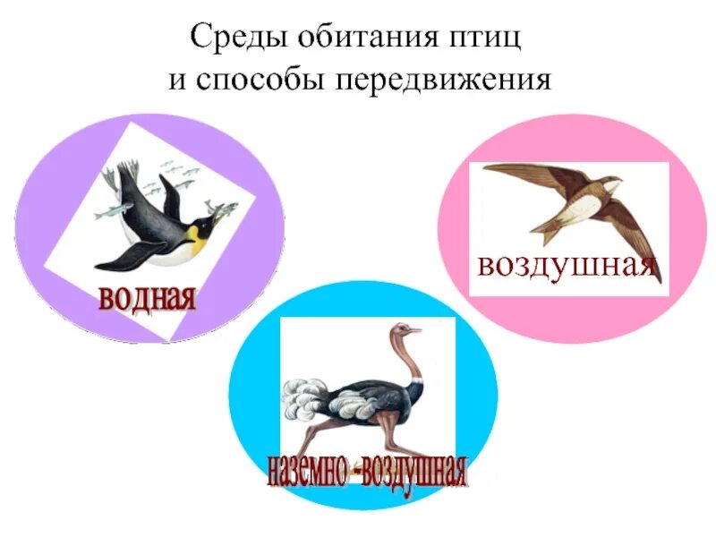 Среда обитания птиц. Класс птицы среда обитания. Способы передвижения птиц. Птицы в среде.