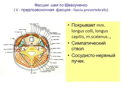 Фасции шеи
