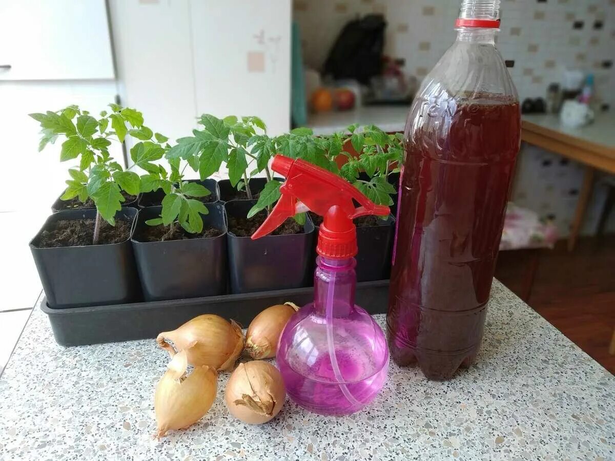 Подкормка рассады томатов шелухой лука. Полив рассады. Настой луковой шелухи для рассады. Полив луковым отваром. Настой луковой шелухи.
