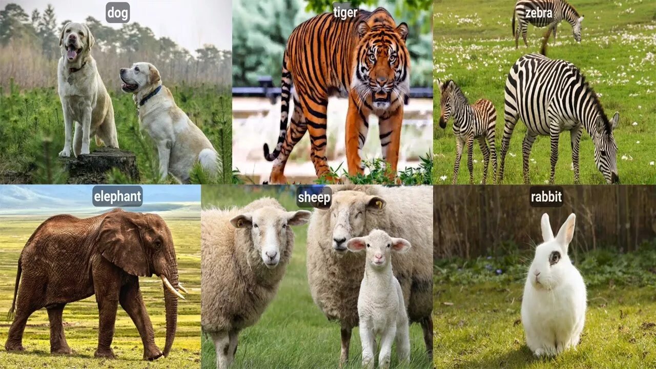 Different kind of animal. Животные звуки. Голоса и звуки животных Африки. Звуки животных для детей. Африканские животные звук.