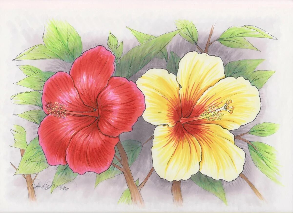 Цветы цветными карандашами. Цветы рисунок. Рисунки цветов цветными карандашами. Нарисовать цветы.