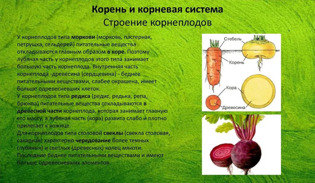 Корневая система моркови и свеклы. Строение корнеплодов моркови и свеклы. Анатомическое строение корнеплодов моркови и редьки. Строение корнеплода свеклы.