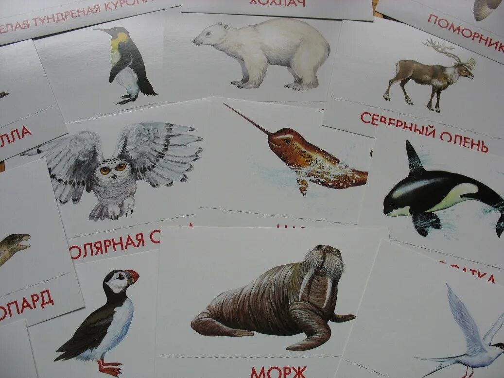 Карточка обитатели. Животные Арктики и Антарктиды (16 обучающих карточек).. Животные Арктики и Антарктики карточки. Обучающие карточки животные Арктики и Антарктики. Животные севера карточки.