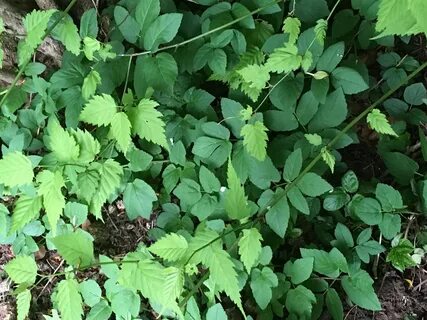 Ground elder