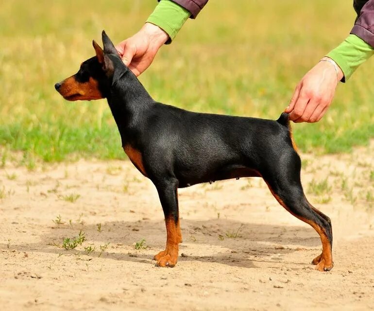 Цвергпинчер мальчик или девочка? DecorDog