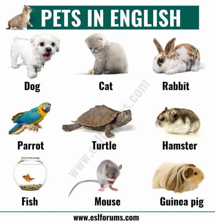 Type of pet. Питомцы на английском. Домашние животные на английском. Домашний питомец на английском. Названия животных на английском.