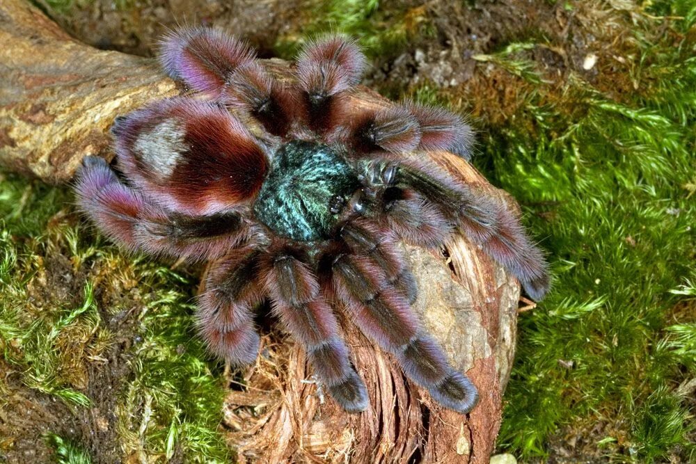 Авикулярия версиколор. Паук Avicularia versicolor. Avicularia versicolor (Авикулярия версиколор). Паук Тарантул птицеед. Купить живого паука