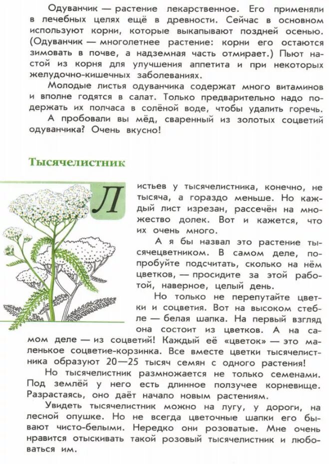 Тысячелистник лекарственное растение. Зеленые страницы тысячелистник интересные факты. Тысячелистник трава описание. Беленые страницы тысячелистник. Лекарственные растения краткое описание.