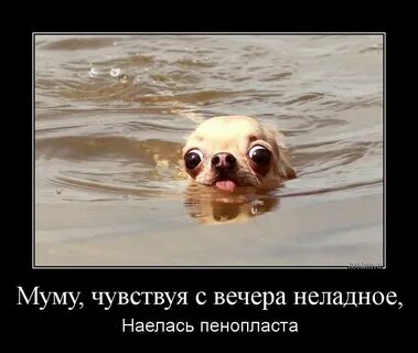 Включи продолжение