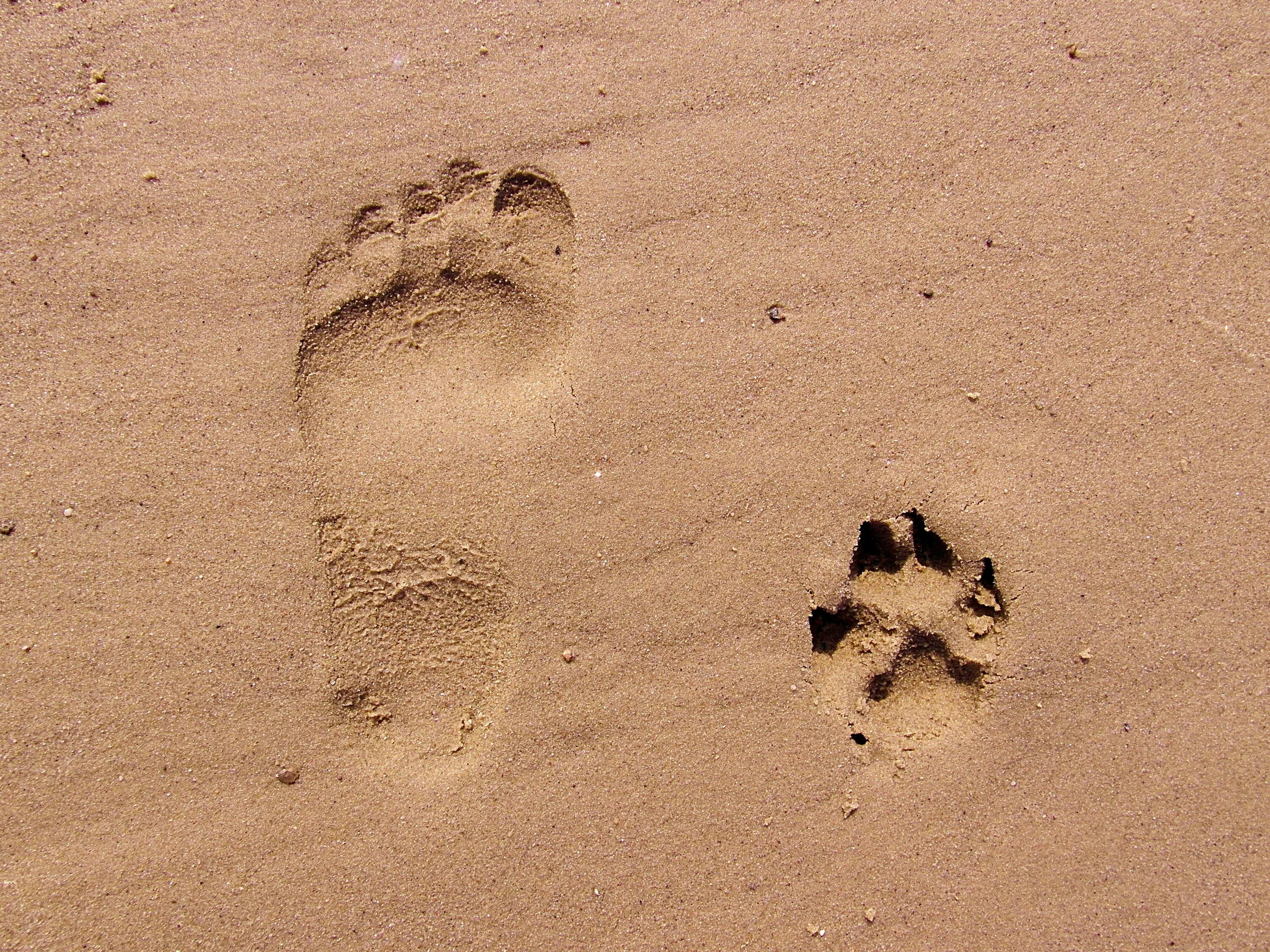Следы на песке слушать. Следы животных на песке. Следы собаки на песке. Следы верблюда на песке. Отпечаток собаки на песке.