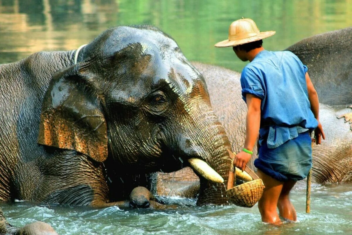 Elephant river. Пхукет река Квай. Деревня слонов в Паттайе. Лагерь слонов в Чингмай. Слоновий Кемп в Чиангмай.