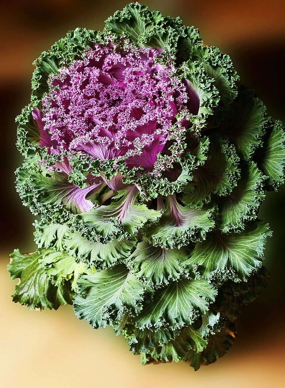 Цветы похожие на капусту. Брассика Квин Кинг. Декоративная капуста Brassica oleracea. Брассика Корал Квин. Брассика Крейн Квин.