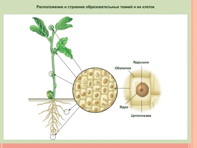 Рост биология 9 класс. Строение клеток образовательной ткани у растений. Строение клетки образовательной ткани. Рост растений. Образовательная ткань растений.